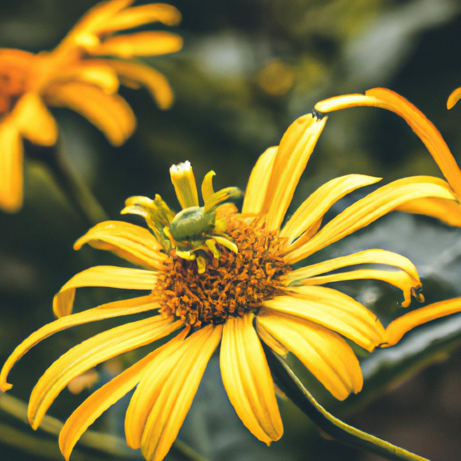 The Herbal Magic Behind Rejuvaheal’s Cure All Salve